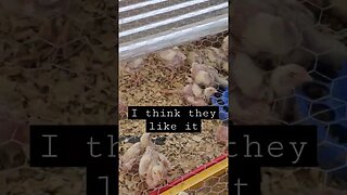 lots of room to stretch #farm #homestead #chickens #video #shorts