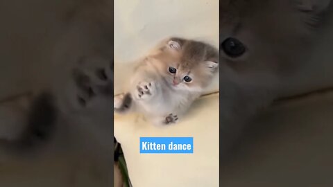 kitten dance anak kucing #short #kucingimut #kucinglucu #anakkucing