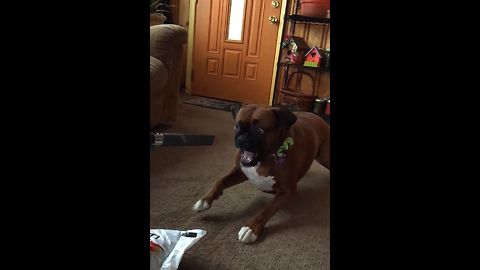 Dog Battles Vacuum In Slow Motion