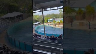 Dolphin show at sea world | part one