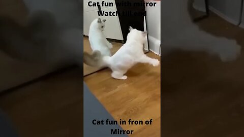 funny cat video🤣🤣|#shorts #subscribe #trending #cat #catvideos #youtubeshorts #funnyvideos