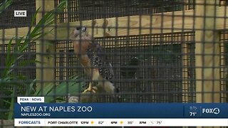 Naples Zoo new babies