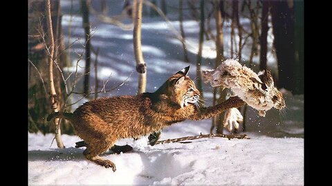 Lynx caught a hare on the run!