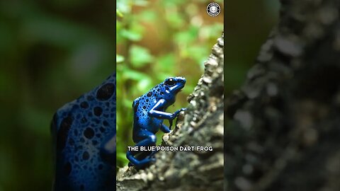 Blue Poison Dart Frog 🐸 Tiny But Lethal!