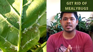 Get Rid of Mealybugs on Houseplants Fast | Trailer |