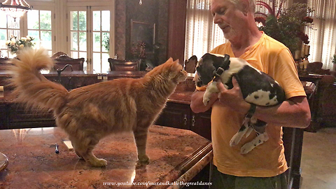 Cat Meets Six Week Old Great Dane Puppy for the First Time