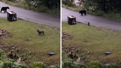 Australian Cattle Dog tries to 'scare off' black bear