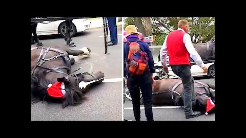 Australian carriage driver repeatedly kicks downed horse