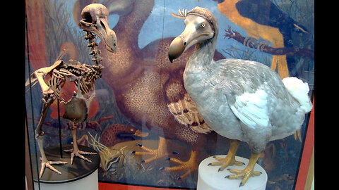 The REAL reason The Dodo Went Extinct