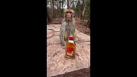 monkey drink alcohol 😆