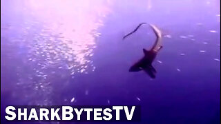 Shark Bytes TV Ep 17, Searching for the Rare Thresher - Submarine Sharks Caught on Camera