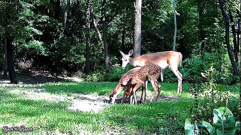 Two fawns and a doe dropped in for a noon snack