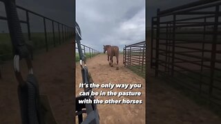 Stubborn horse, let’s try your grazing muzzle so you can go in the pasture with the other horses