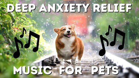 9 Hours of Deep Sleep and Separation Anxiety Relief For Dog Relaxation While You Are Away| WORKS