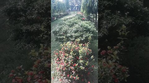 the most of the beautiful nice amazong flowers garden in College ..