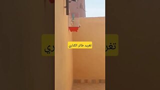 تغريد طائر الكناري كيوت روعة