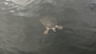 Cute Turtle Enjoys a Leisurely Swim