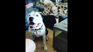 Greedy cat tries to take brush away from dog