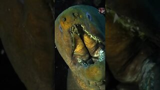 THE MORAY EEL FACTS #shorts #animals #amazingfacts