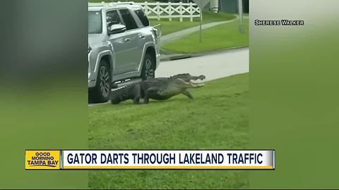 VIDEO: Gator interrupts traffic in Lakeland