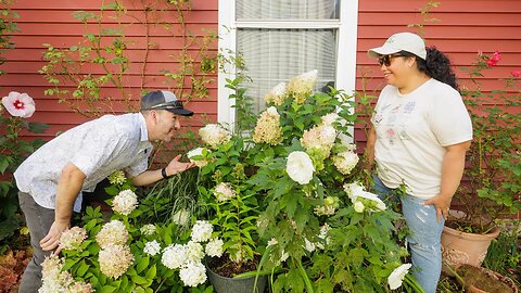 Last Update on the New and Improved Hydrangeas from Proven Winners Colorchoice