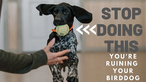 Teach Your New Puppy To Play Fetch - The Right Way