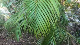 Roebelinii Palms