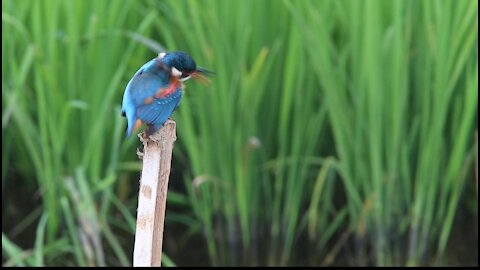 A mourning bird for his family