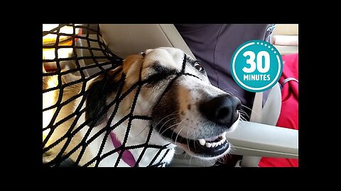 Try Not to Laugh CHALLENGE | 30 Minutes of Funny Dogs