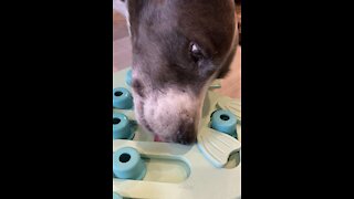 Dog learning puzzle treat game