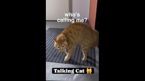 Talking Cat 🙀