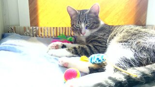 Kitten Plays with His Mice