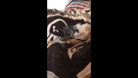 Cocktail Shakeswith sleeping dog Spuds