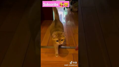 So Cute Cat! meow || 😽🥰| #shortsfeed #catvideos #youtubepets #shorts