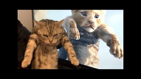 Funny cat videos 2021 🐱 Try not to Laugh or grin 😂 Challenge