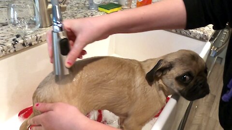 Pug Puppys First Bath