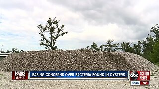 Oysters face double whammy, bacteria worries and Michael woes