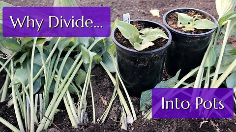 Why Divide Into Pots?