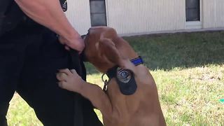 Meet Bandit, JPD's newest bloodhound named in Burt Reynold's honor
