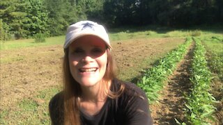 Plant purplehull peas and put NITROGEN back in your soil!