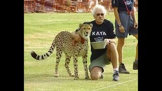 Cheetah Challenge