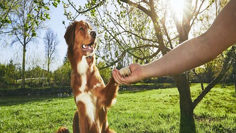 How to Train ANY DOG the Basics and essential skills #Dogs_training