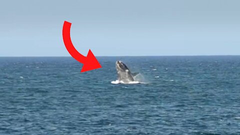 A giant whale jumps over the surface of the sea