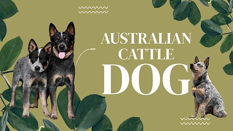 Why Australian Cattle Dogs Are More Than Just Loyal Companions: Learn Fascinating Facts Now!