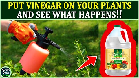 Put Vinegar On Your Plants And This Will Happen