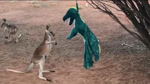 Baby kangaroo fights stuffed dinosaur