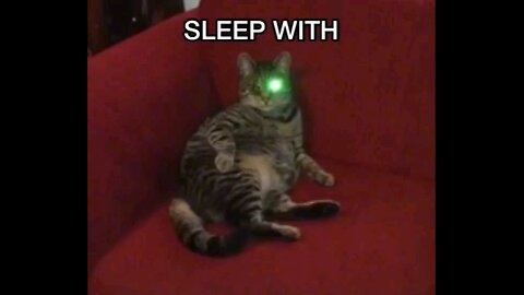 sleep with one eye cat . funny cat