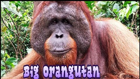 Alpha male orangutan with big cheek pads