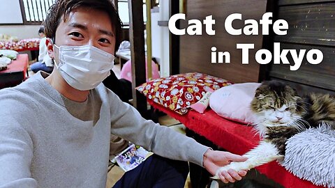 Rescue Cat Cafe in Tokyo (feat. @OnTheWorldStage) // Japan Travel Guide