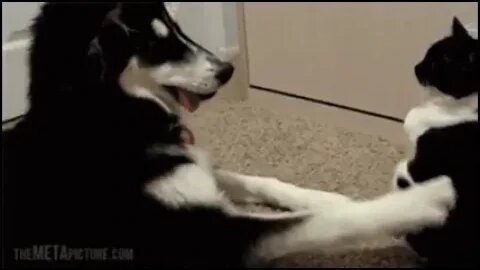 Cat slaps Dog